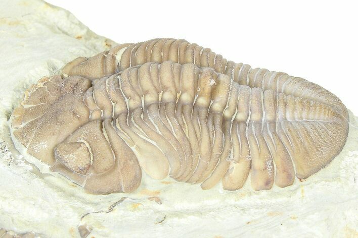 Bargain, Lochovella Trilobite - Black Cat Mountain, Oklahoma #362995